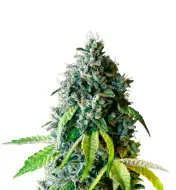 Lemon Kush