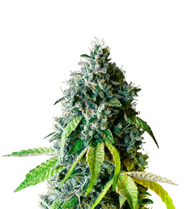 Lemon Kush
