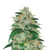 Master Kush