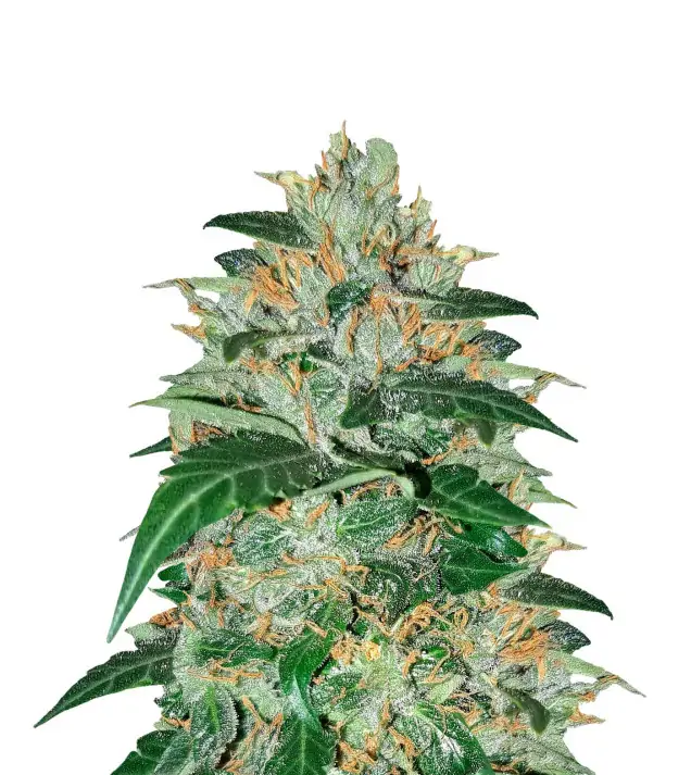 Master Kush