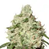 Mimosa F1