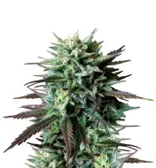 MK Ultra