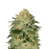 Northern Lights Regular