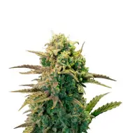 NYC Diesel