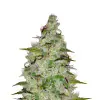 Orange Bud
