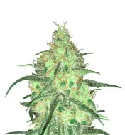 Peyote Cookies