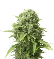 Pineapple Chunk