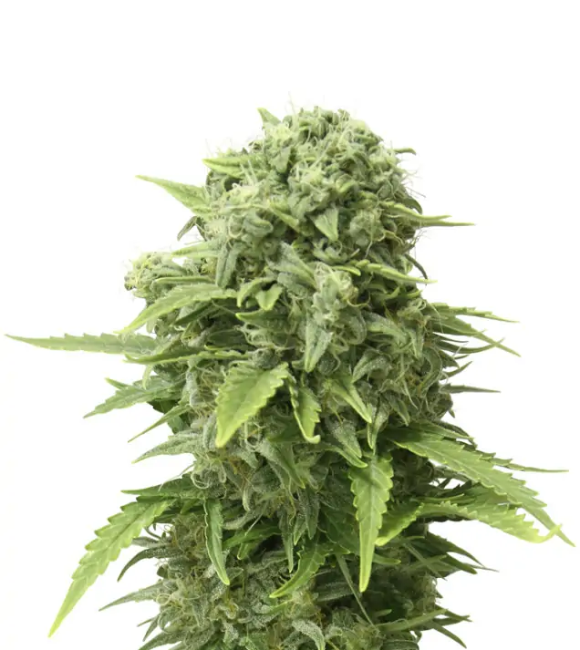Pineapple Chunk
