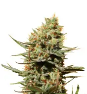 Pineapple Haze