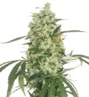 Pineapple Kush