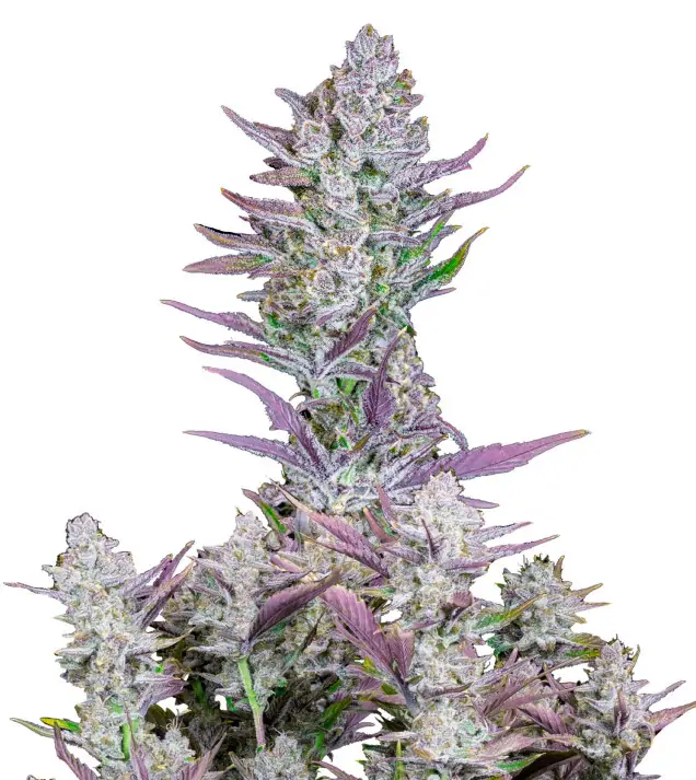 Purple Kush F1