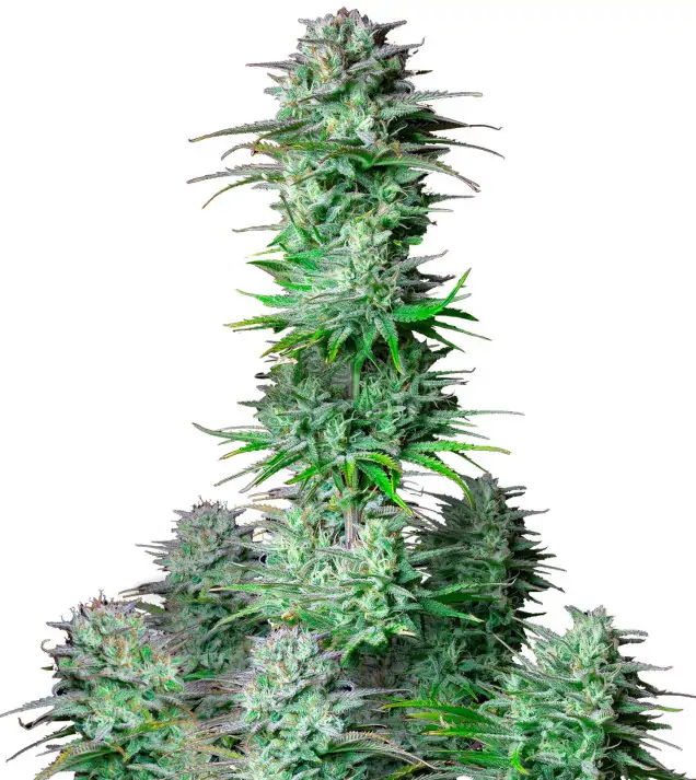 Purple Kush
