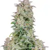 Purple Urkle