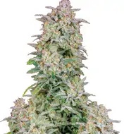 Purple Urkle