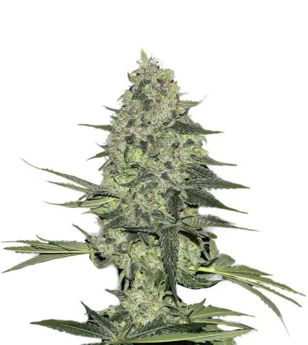Skunk