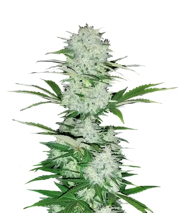 Skunk Regular