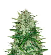 Skywalker