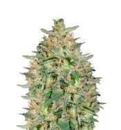 Somango Fast