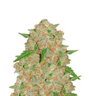 Somango