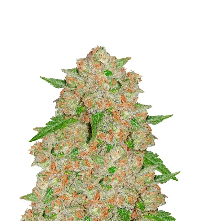 Somango
