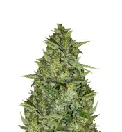 Strawberry Diesel