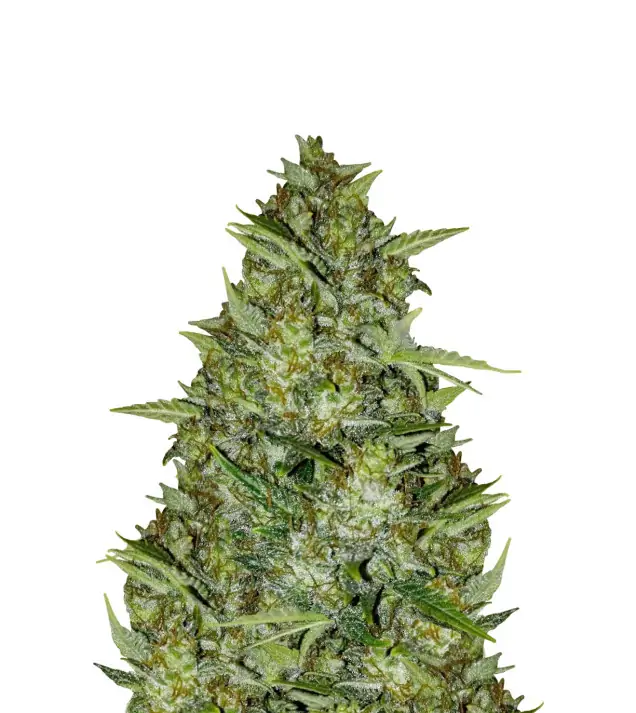 Strawberry Diesel