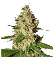 Super Silver Haze Auto