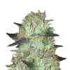 Super Skunk