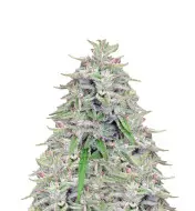 Tangie