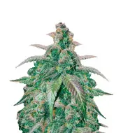 Trainwreck Fast