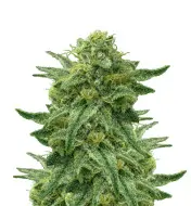 Trainwreck