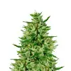 Triangle Kush