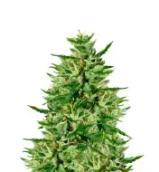Triangle Kush