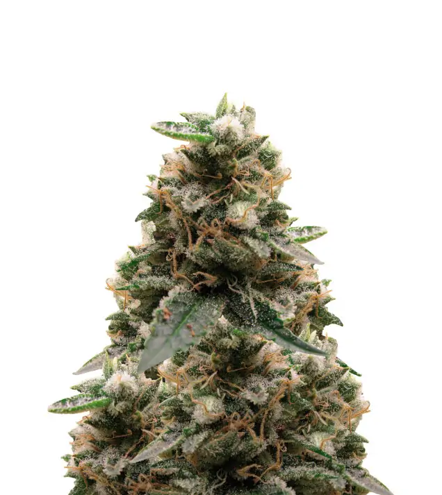 Wedding Cake Regular