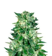 Zkittlez Regular
