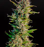 Blue Dream Auto - Bonus