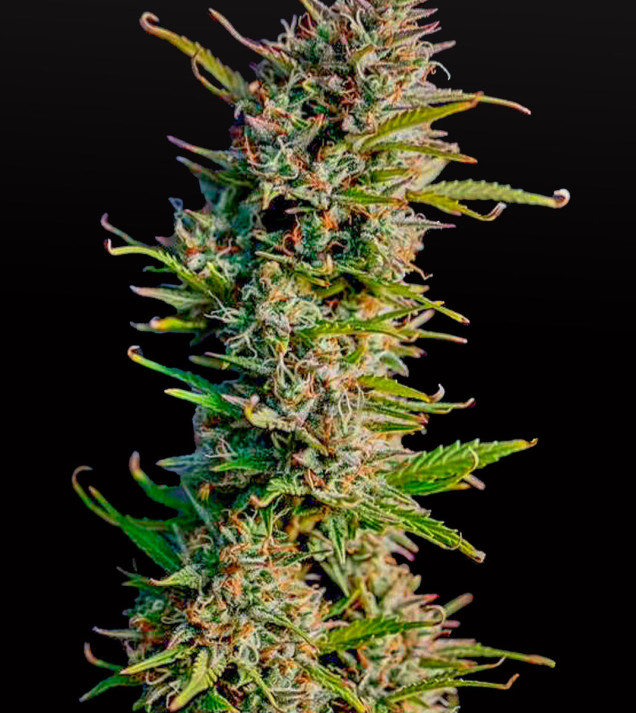 Blue Dream Auto - Bonus