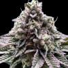 Cookies & Cream Fast - BONUS