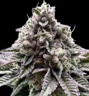 Cookies & Cream Fast - BONUS