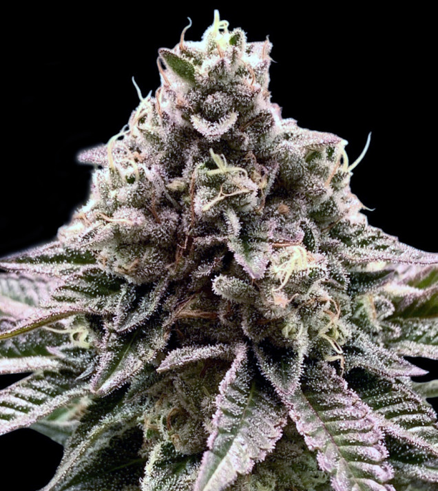 Cookies & Cream Fast - BONUS