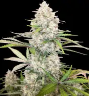 Skywalker OG Gelato Auto - Bonus