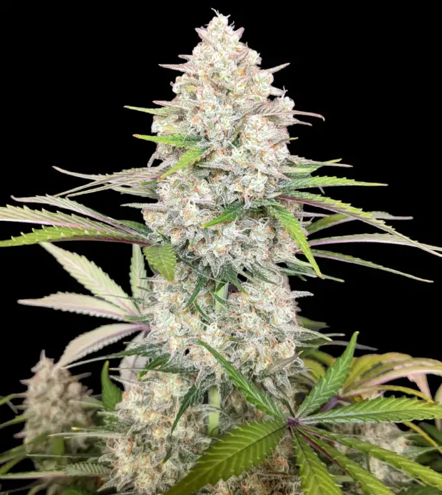 Skywalker OG Gelato Auto - Bonus