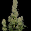 Afghani F1 Auto