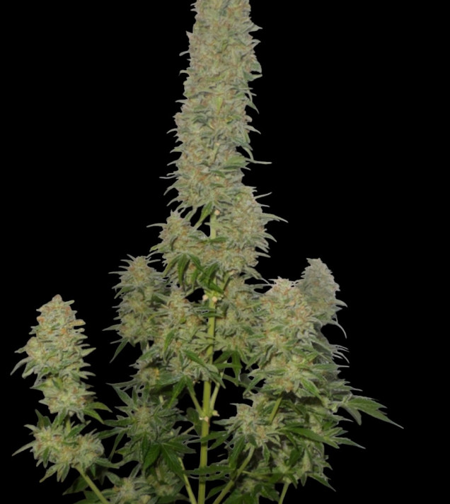 Afghani F1 Auto