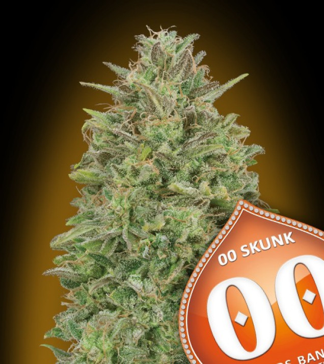 00 Skunk WYPRZEDAŻ