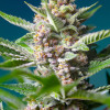 Purple Punch OG WYPRZEDAŻ