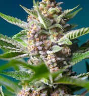 Purple Punch OG WYPRZEDAŻ