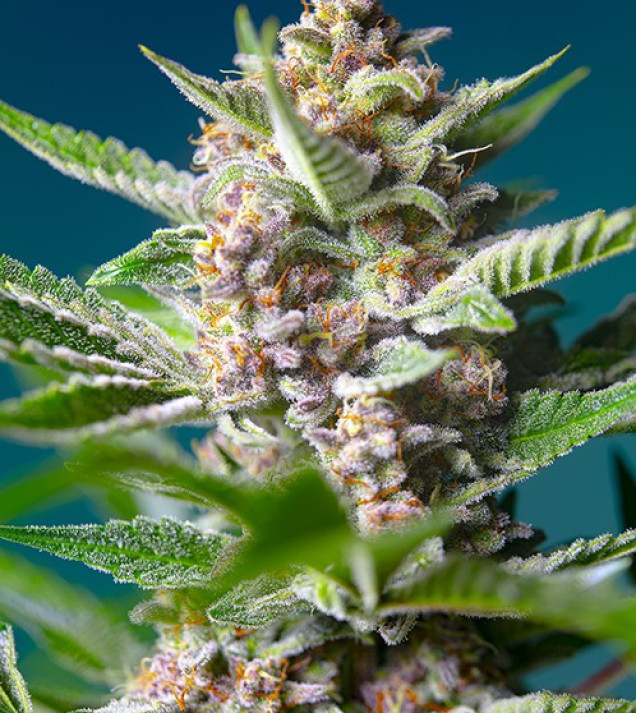 Purple Punch OG WYPRZEDAŻ