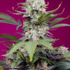 Sweet Mandarine Zkittlez XL Auto WYPRZEDAŻ