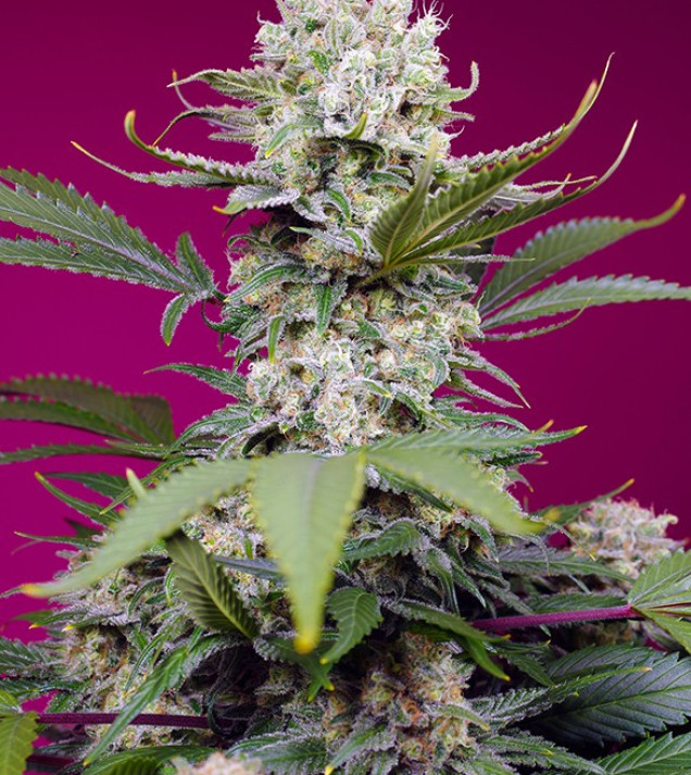 Sweet Mandarine Zkittlez XL Auto WYPRZEDAŻ